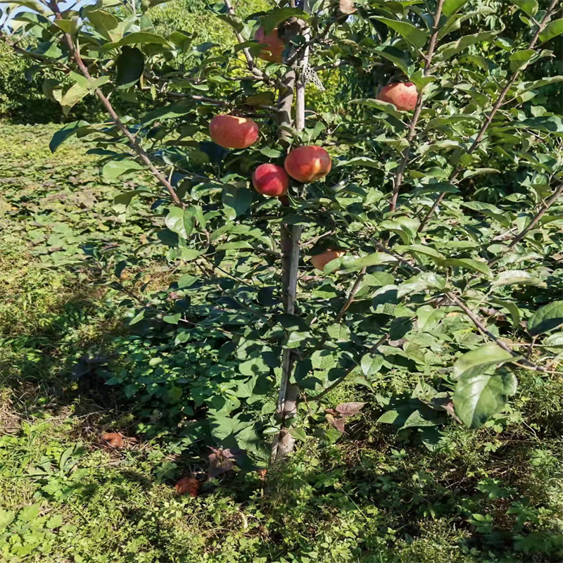 苹果苗