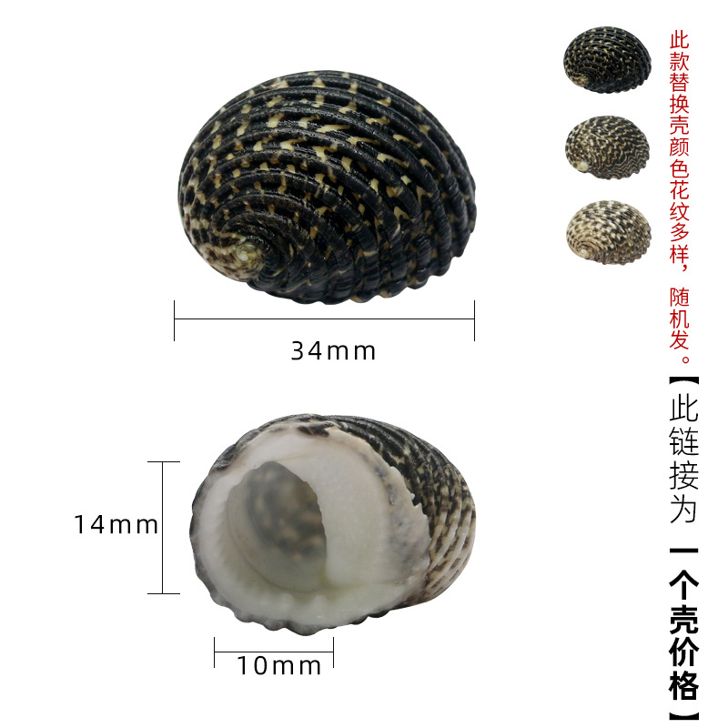 2cm 이상의 게에 적합한 밝은 보라색 X67 작은 양각 달팽이