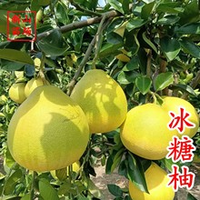 ���������硿�����ֽ�z���������֘���޽������֘�̽����Ә���