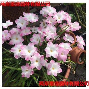 �L���m�N���ļ��_���ذ���m�[�m�����҃���ͥԺ�����ͺ�����ֲ��