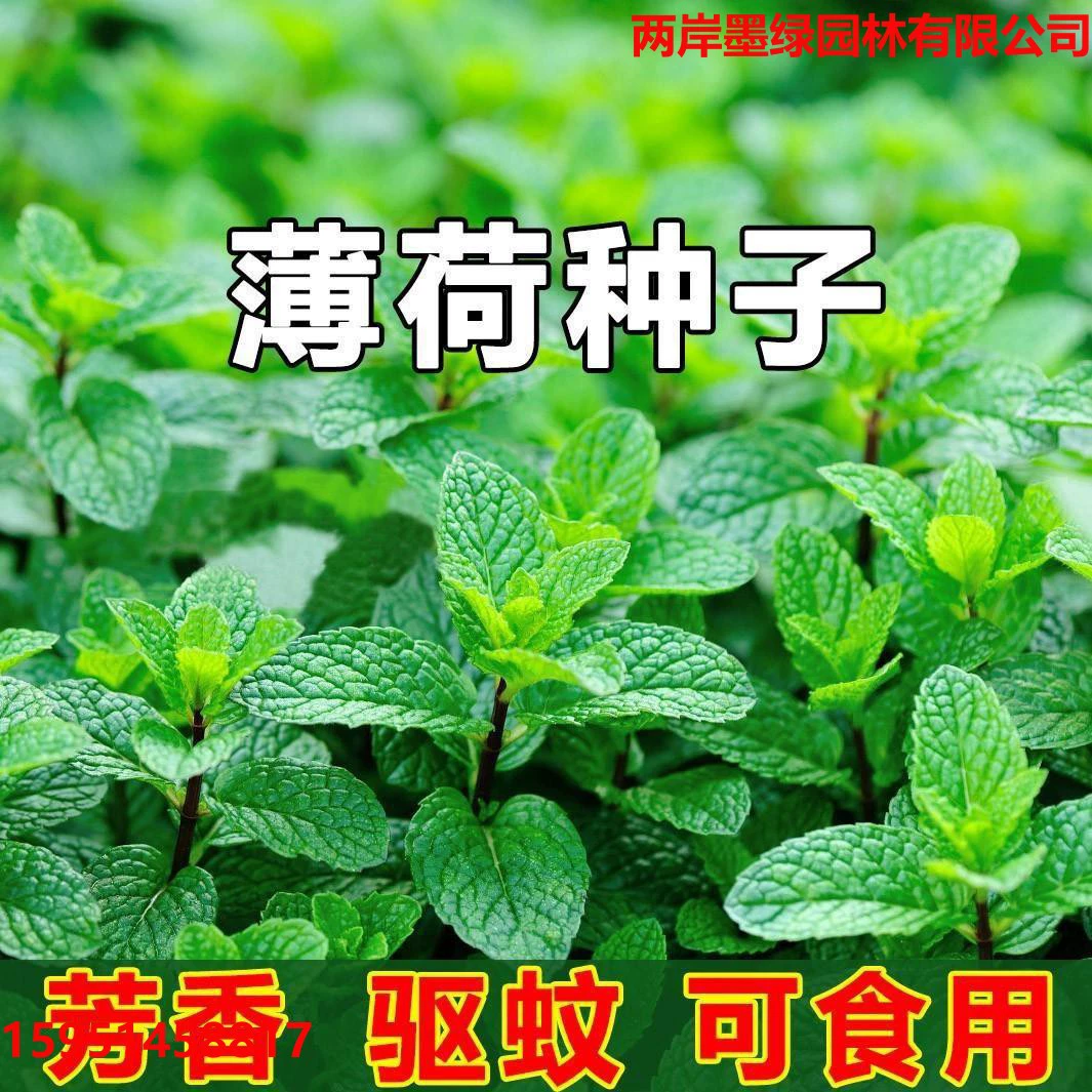 Кросс-бордерная оптовая электронная коммерция: специальные съедобные семена мяты для посадки в помещении и на балконе, подходящие для круглогодичного использования.