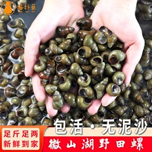 微山湖新鲜田螺活体无泥沙去尾石螺螺丝剪尾淡水鲜活螺蛳包活批发
