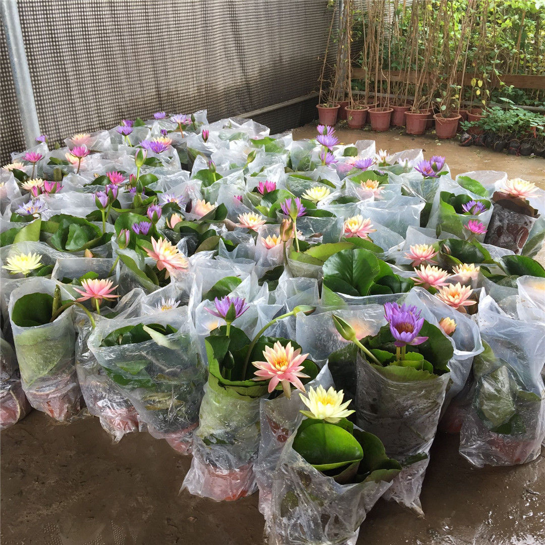 睡莲带花苞荷花水培植物鲜花水养原盆原土庭院水池塘四季花开 种苗花卉网