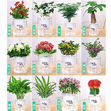 �����҃Ⱥ��B���ܾGֲ�lؔ���k��������d�ӻ��G�}ˮ��Сֲ��