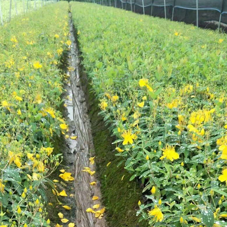 The Base Has a Large Number of Golden Silk Peach Safflower Jimu Boxwood Umbrella Room Facts the Courtyard Greening Potted Plants and Hair Ball Plants