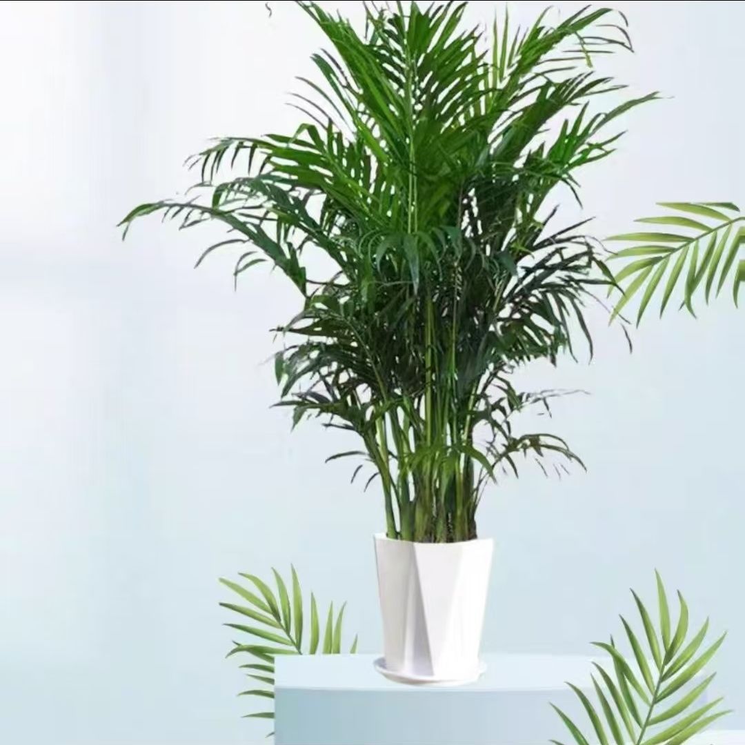 150cm-160cm (대규모 가구에 선호)