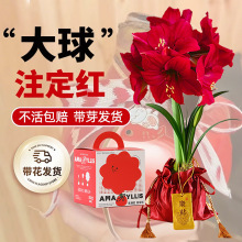 朱顶红蜡球进口重瓣种球花孔雀特大对版真品高端荷兰秘鲁礼盒