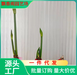 Ghosty Amaryllis Dutch Double-Petaled Four-Season Amaryllis Bulbs Ground-Planted Bulbs Ornamental Plants Potted Florals