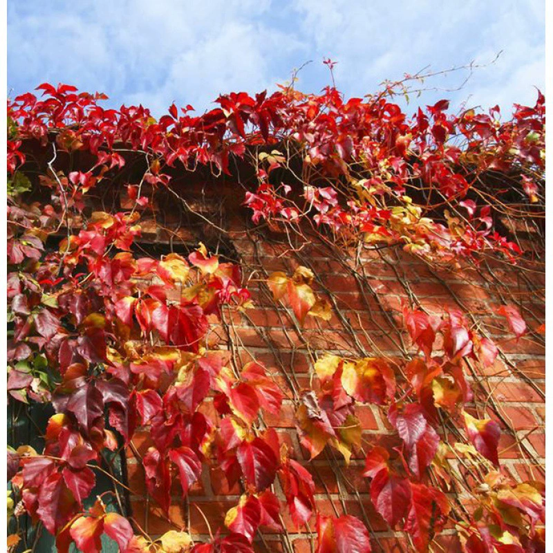 Оптовая вьющееся растение Dijin пятилистная Лиана Dijin виноградное растение Морозостойкое засухоустойчивое мастер по скалолазанию
