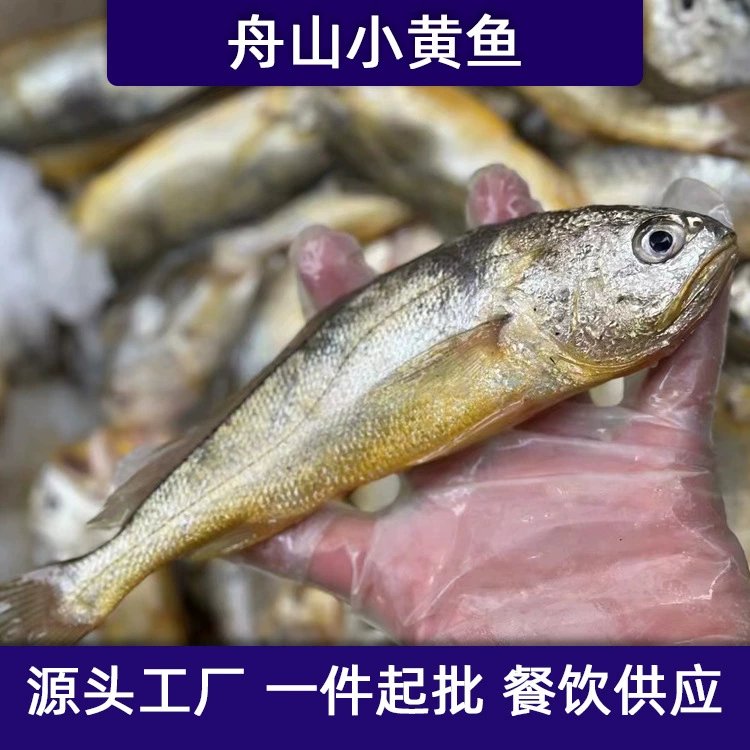 Чжоушань быстрозамороженный водный свежий маленький желтый горбыль дикий желтый горбыль слива слива слива рыба вакуумная кошка замороженная оптовая продажа