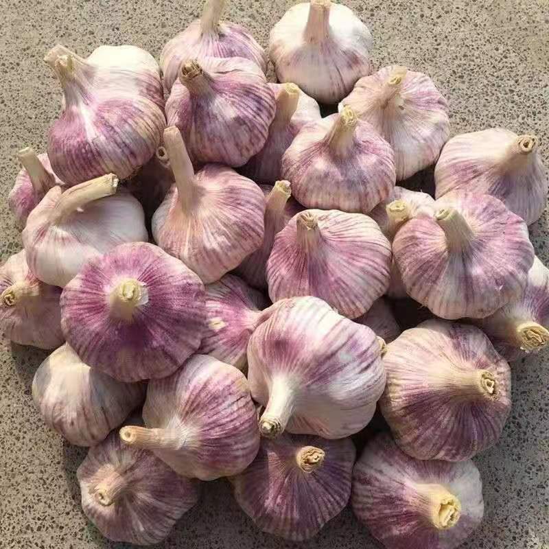 【低价】金乡紫皮大蒜头新干蒜大蒜头干蒜大新鲜大蒜整箱|undefined