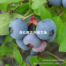 {ݮԼҷNYϱNֲľm{ݮԹ