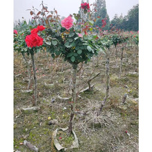树桩月季 树状月季 棒棒糖月季 玫瑰 成都园林绿化苗木 造型植物