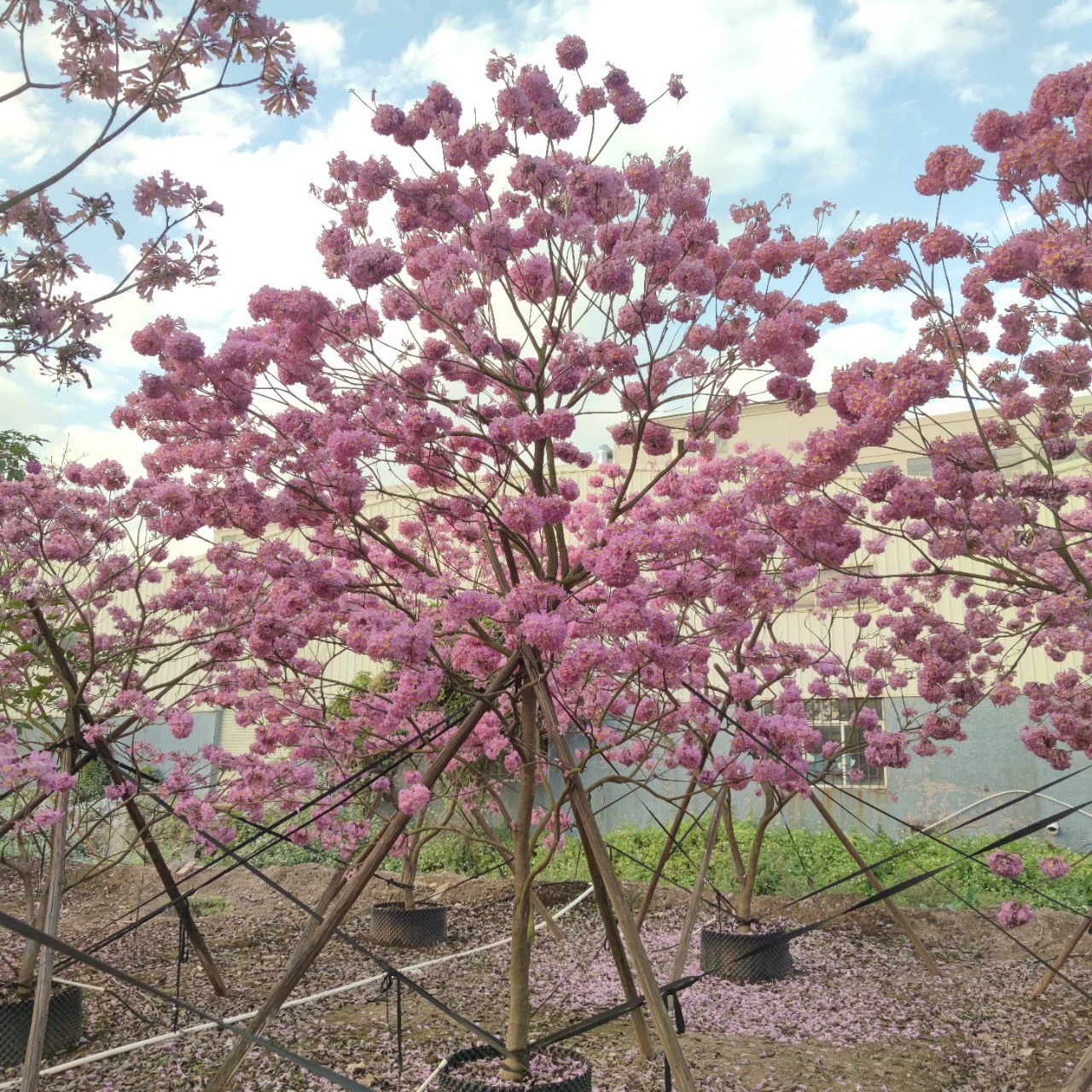 2312 Зеленая саженская база поставляет гортензии 8-10 см