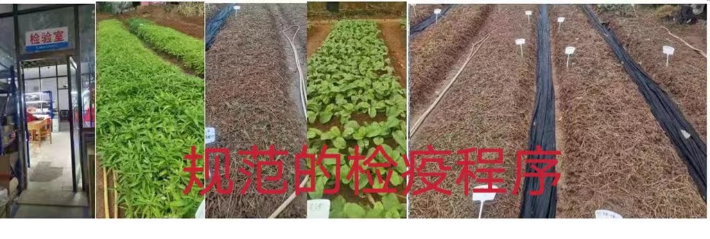 检疫程序加字图