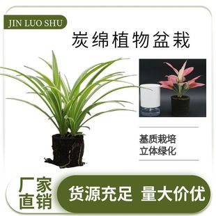 ��������̿�dֲ�����Է������d��ֱ���w�G��ֲ��o������Gֲ