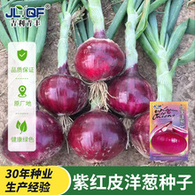 紫皮洋葱种籽红皮洋葱种子云南山东老品种生吃不辣水果甜洋葱籽孑