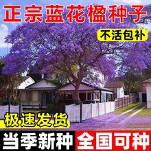 蓝花楹树种珍贵名树庭院绿化苗木南方种植观赏凤凰花木风景树耐寒