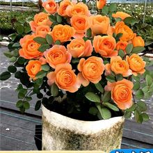 天狼月季花苗果汁阳台月季微月盆栽四季开花橙黄色浓香易养活
