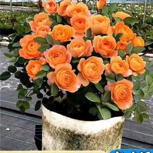 �����¼������֭�̨�¼�΢�������ļ��_�����Sɫ�������B��