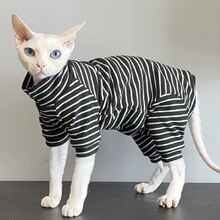 德文猫斯芬克斯无毛猫幼猫夏季四脚透气多色条纹衣