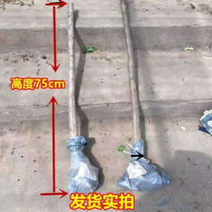 ���K�������͸������K���� ���Ե���ͥԺ�G��ѩ�_���޽ӹ�ĸ��