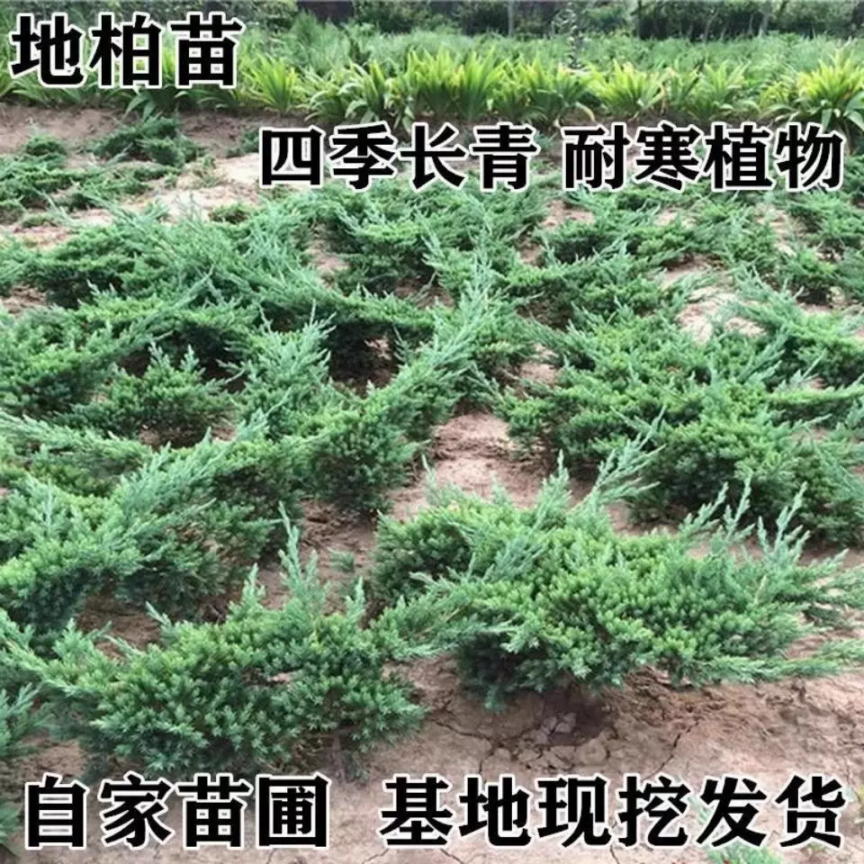 春丽都基地直销铺地柏苗工程绿化苗木四季常青灌木易成活爬地柏