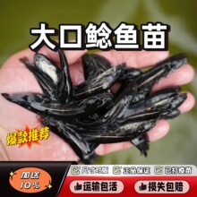 �Ĵ�����T�~�絭ˮ�Bֳʳ�û��w���T���T�~����T��ʳ���X�T�~��