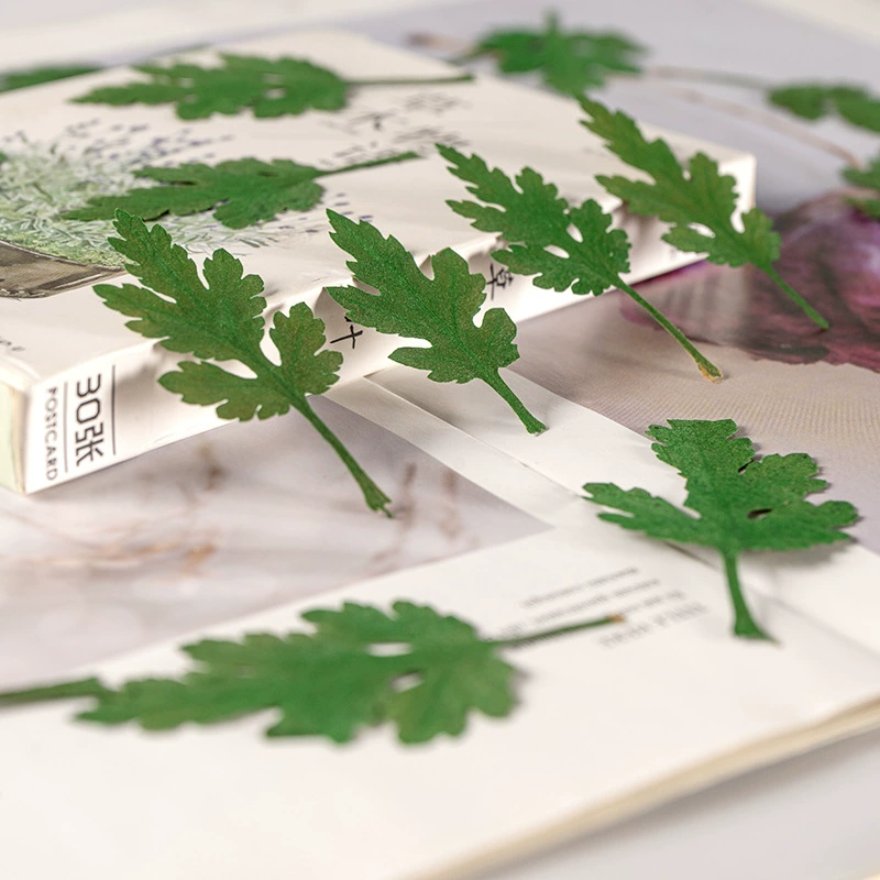 Лист хризантемы с тиснением Перегородка из сушеных цветов с ветвями Настоящий цветок Активность Закладка Материал Сумка Капельный клей Мобильный телефон Раковина Образец растения