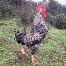 黑芦花鸡优质脱温鸡绿壳蛋鸡黑色人工散养土鸡现货种苗