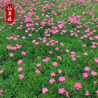 欧石竹带花苞穴盘苗欧石竹小苗庭院公路绿化带花海四季开花好养活