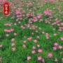 花海绿化带开花庭院穴盘苗