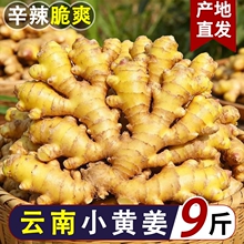 9斤云南小黄姜农家生姜批发土姜现挖新鲜高山沙姜月子姜老姜包邮