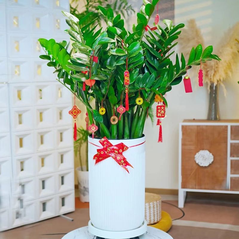 Money Tree Large Potted Plant Indoor Living Room Office Money Tree Green Plant Money Tree Easy to Maintain in All Seasons