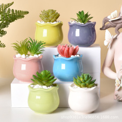 多肉の植木鉢の陶磁器のアイデアのマカロンの組み合わせの親指の肉の緑の植木鉢のデスクトップの鉢植えのサボテンのアマゾン