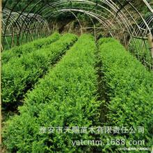 ϷtɼľlعtɼС INֲϵóɻʸ