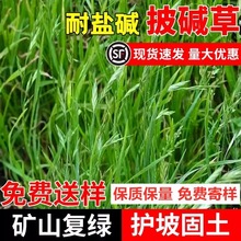进口披碱草种耐旱耐盐碱冰草碱蓬碱茅矿荒山边坡复绿护坡固土草籽