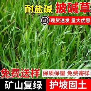 Imported Alkaline Grass Seeds, Drought-Resistant and Salt-Tolerant Ice Grass, Alkali Grass Seeds, Mine Wasteland Slope Greening, Slope Protection and Soil-Fixing Grass Seeds