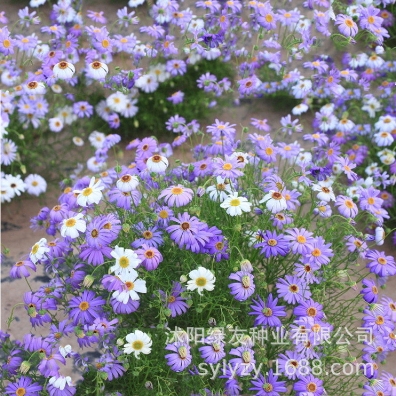 Semillas de flores, semillas de flores.