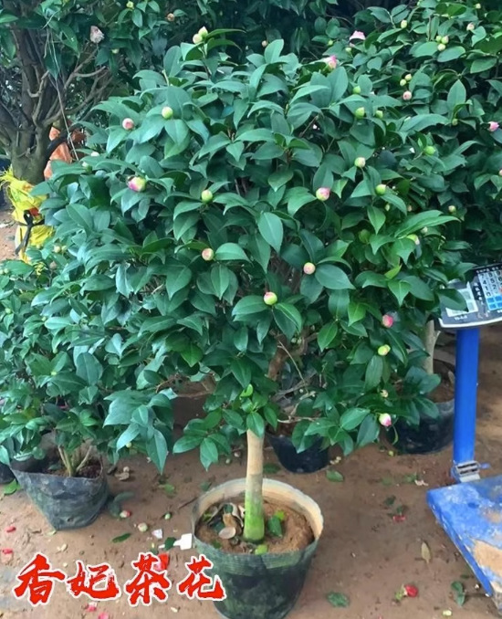 一件代发四季茶花树苗杜鹃红山茶带花苞浓香型盆栽室内外阳台庭院