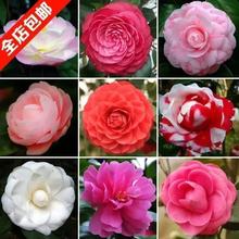 ɽ軨NѻܷNӻľNľNɽ軨ļ׷NN