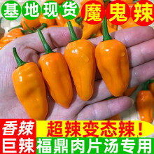 魔鬼辣椒超辣永安黄椒灯笼椒小米泡椒朝天椒正宗变态特辣新鲜农家