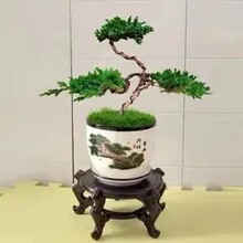 绿植耐热耐寒迎客松四季常青松柏二松树一发花卉买盆景室内外其他