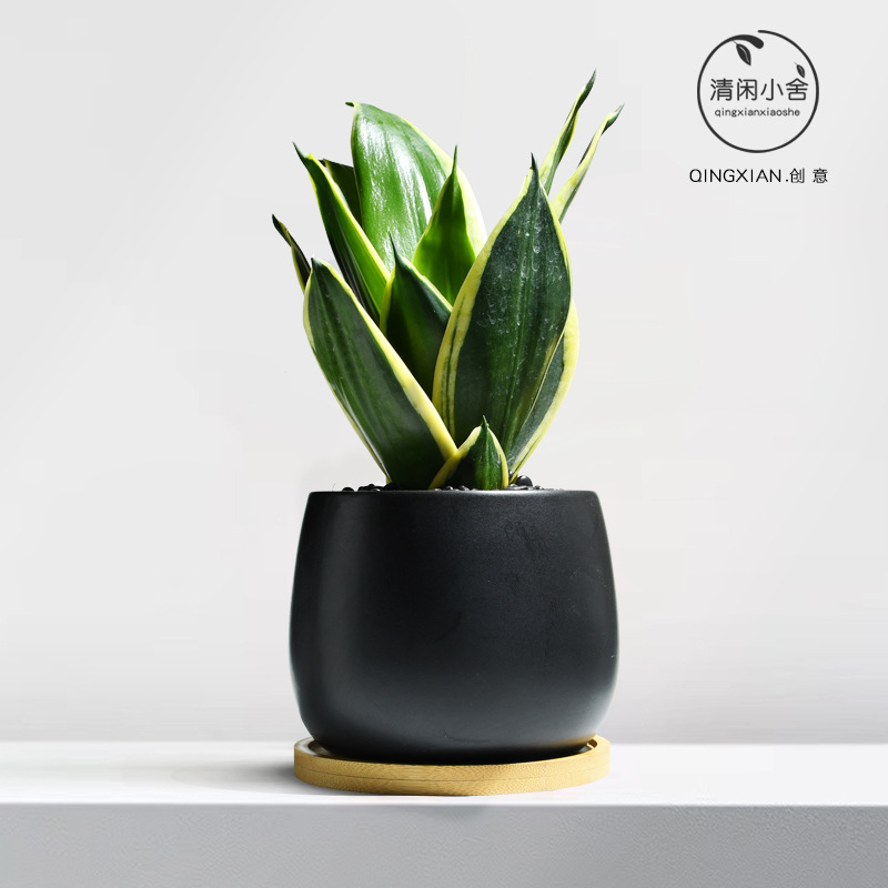 planta verde de orquídea de tigre, planta de aire purificado interior, orquídea de tigre, resistencia a la sombra, buena conservación de orquídea holandesa, planta de mesa en maceta