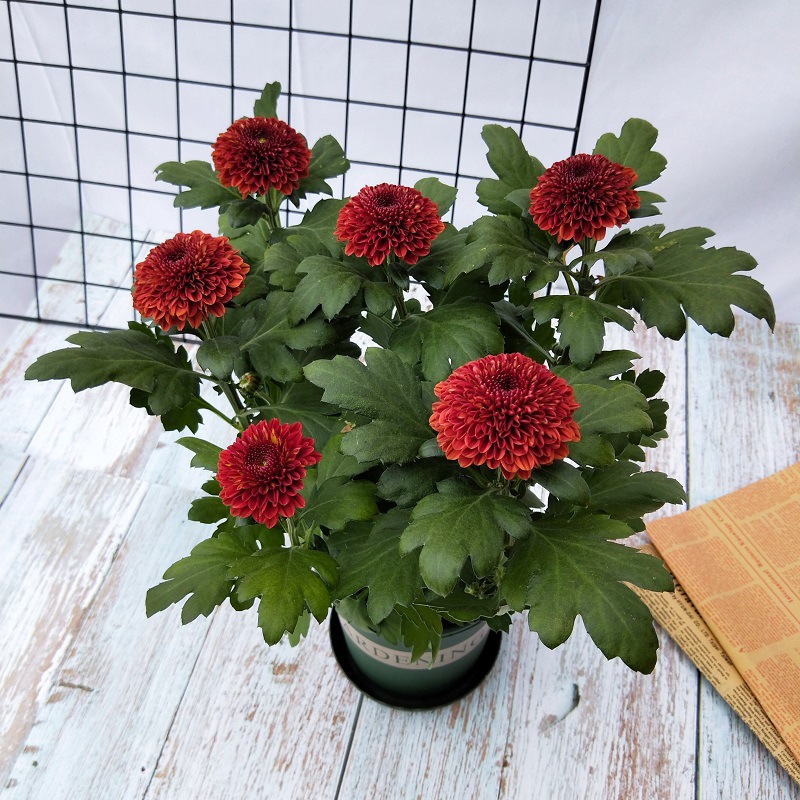 레드 다크 브라운 [1 분지]