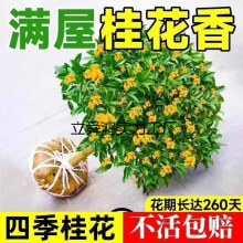 GֲںB҃ļͿʳļԹ𻨘