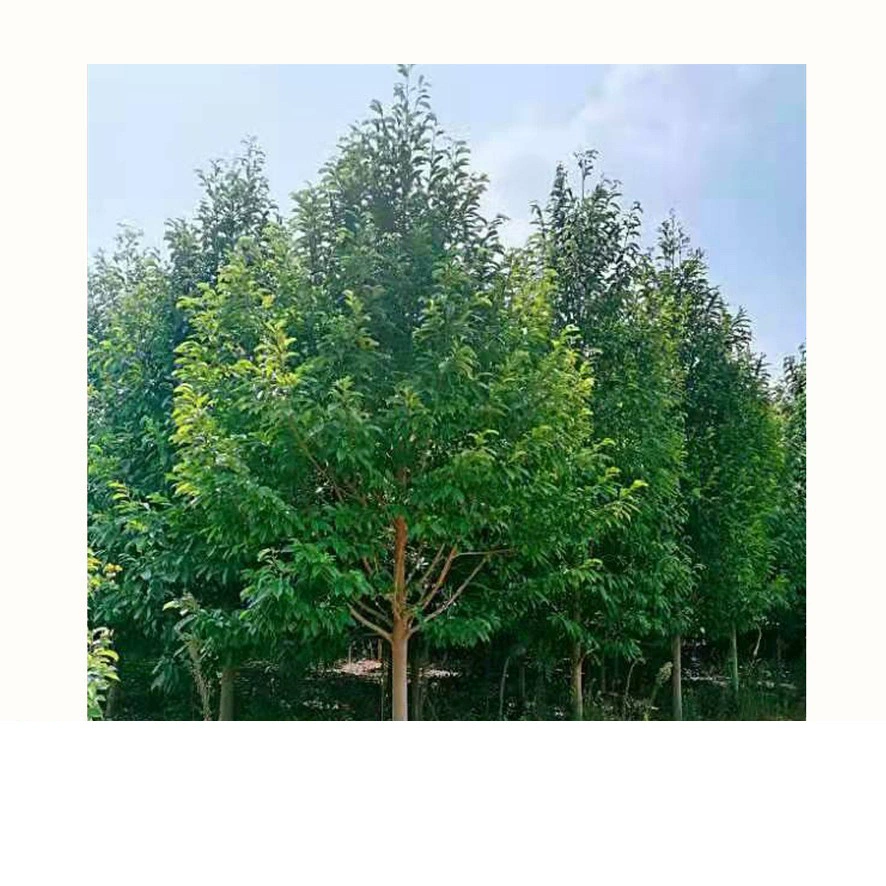 Питомник Прямые поставки Jingye Bailan/Lechang Улыбающееся дерево Lechang Улыбающееся полное дерево Crown Tree Lechang Улыбающееся