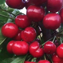 基地现挖现卖布鲁克斯樱桃树苗 0.8-3公分嫁接樱桃树苗批发樱桃苗