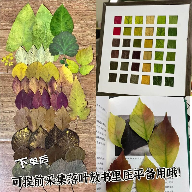 Fall Leaf Specimen Photo Frame DIY Autumn Leaf Collection 48-Grid Picture Frame Decorative Painting Desktop Ornament Creative