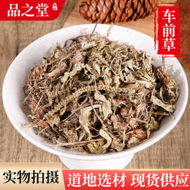 中草药材批发供应 车前草 整株车前草车轮草冷背奇药材一站式购齐